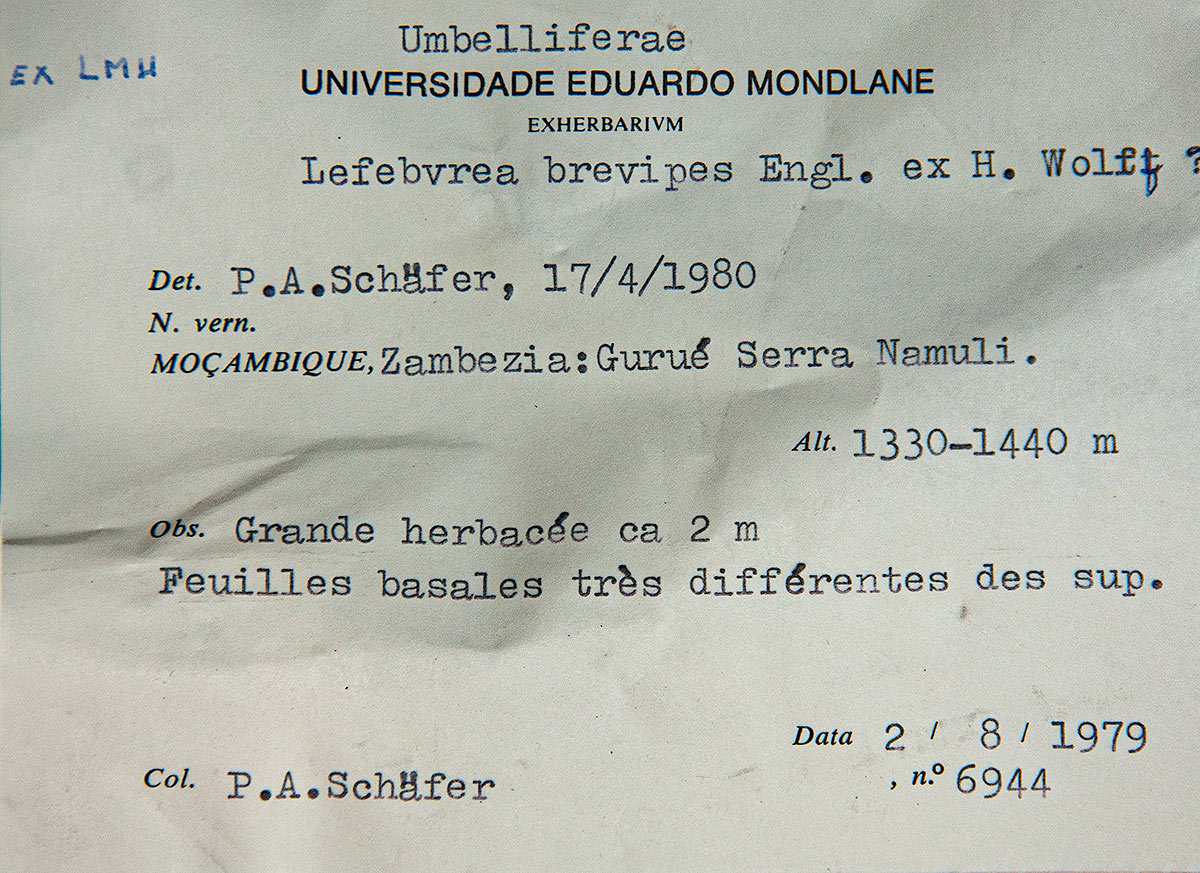 Afroligusticum claessensii