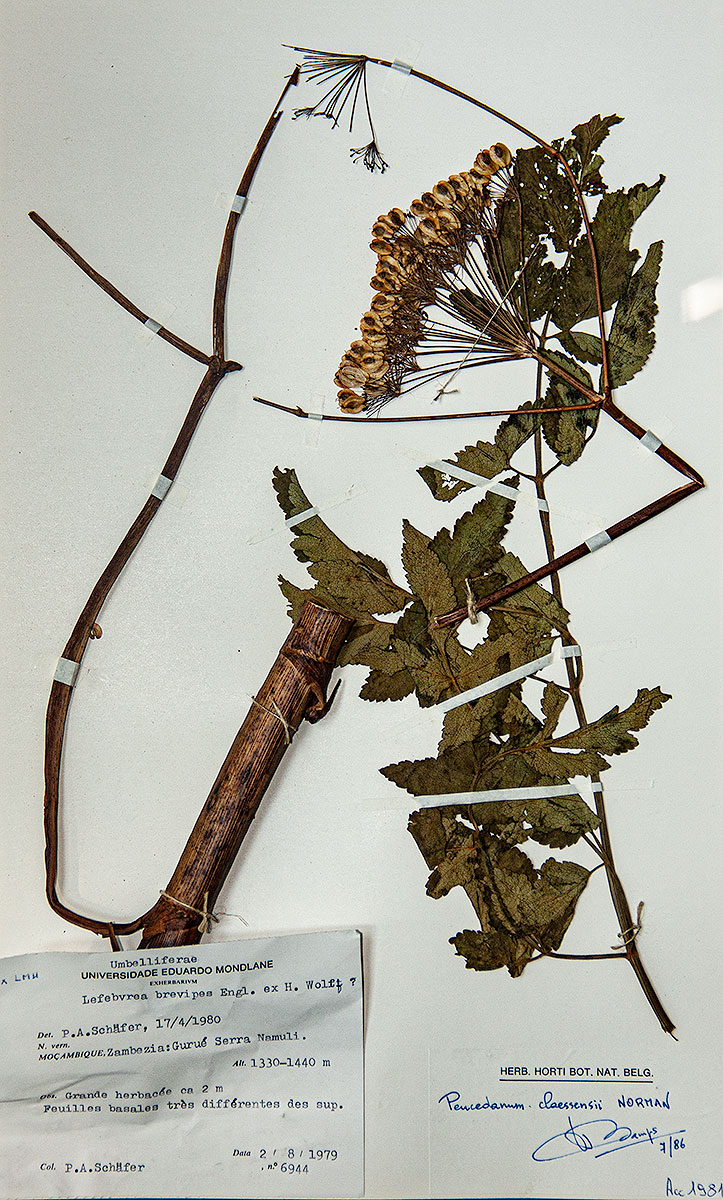 Afroligusticum claessensii