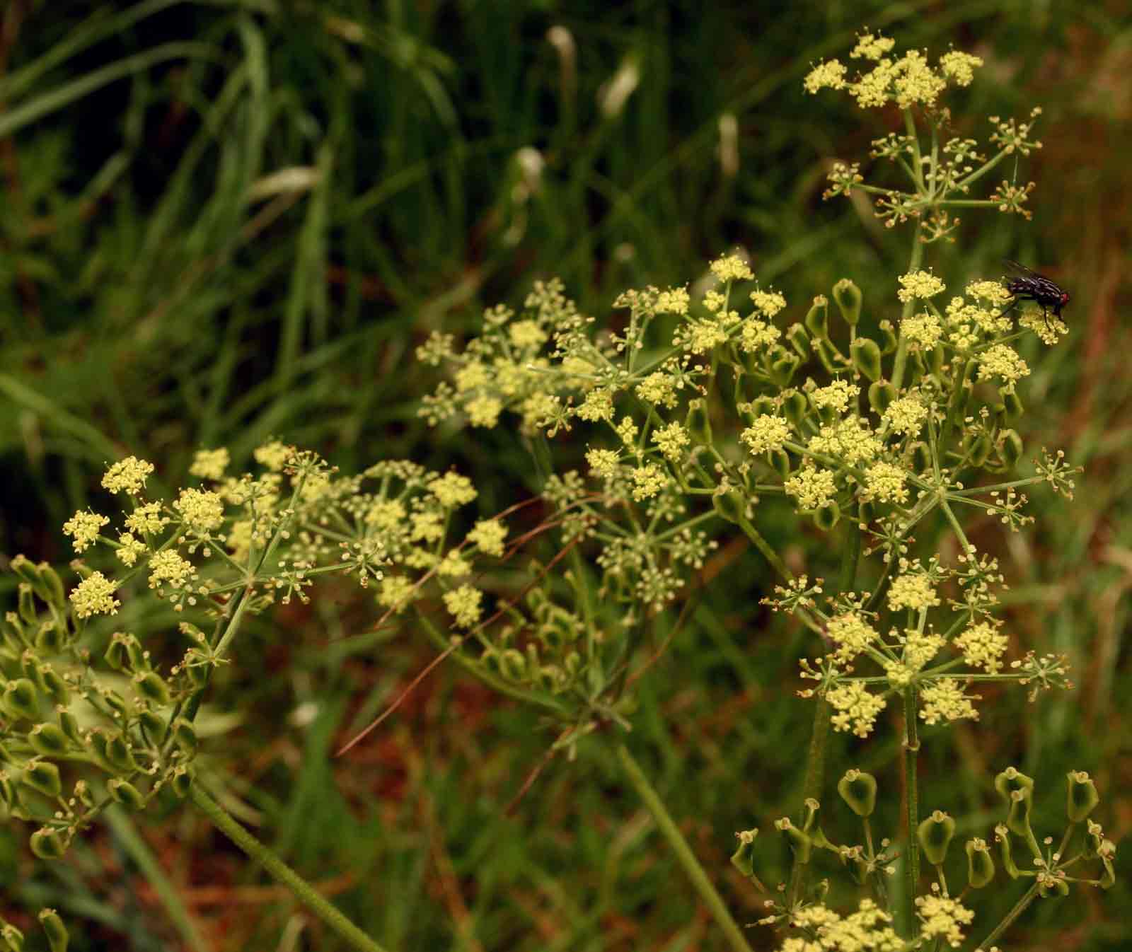 Afroligusticum claessensii