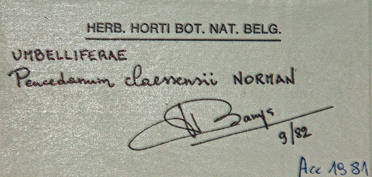 Afroligusticum claessensii