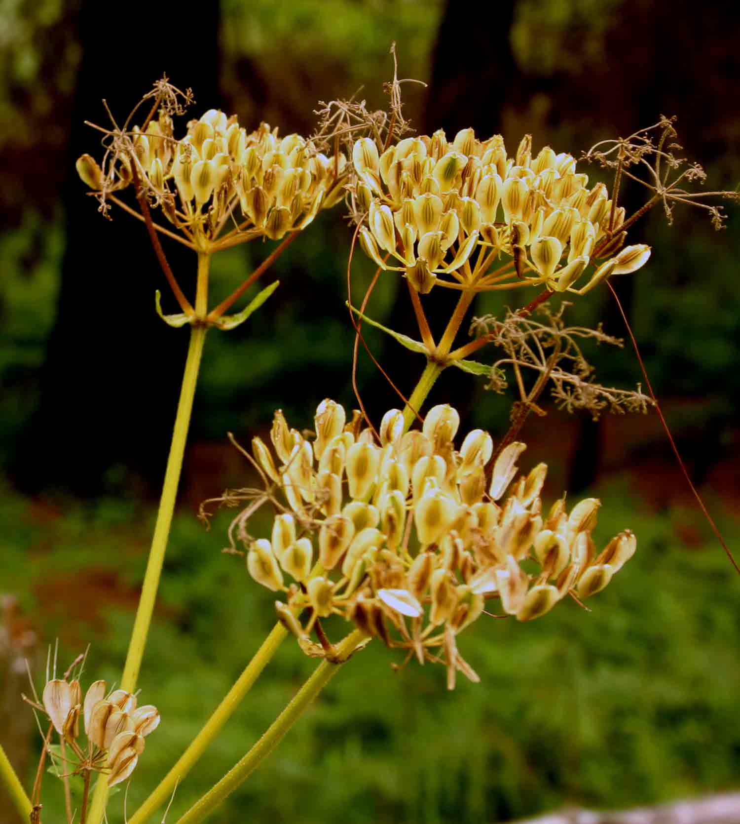 Afroligusticum claessensii