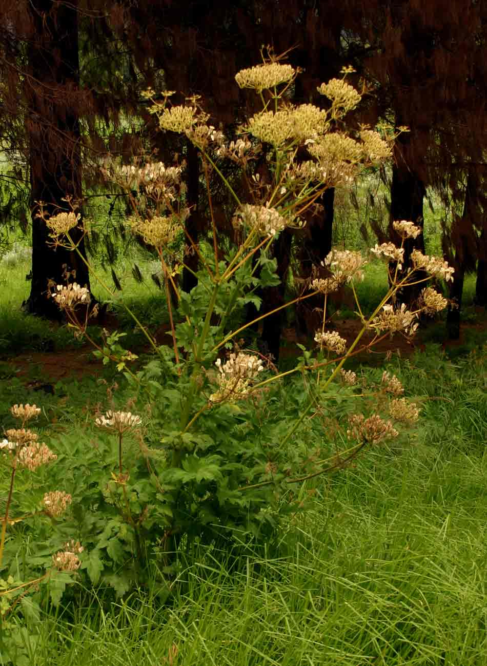 Afroligusticum claessensii