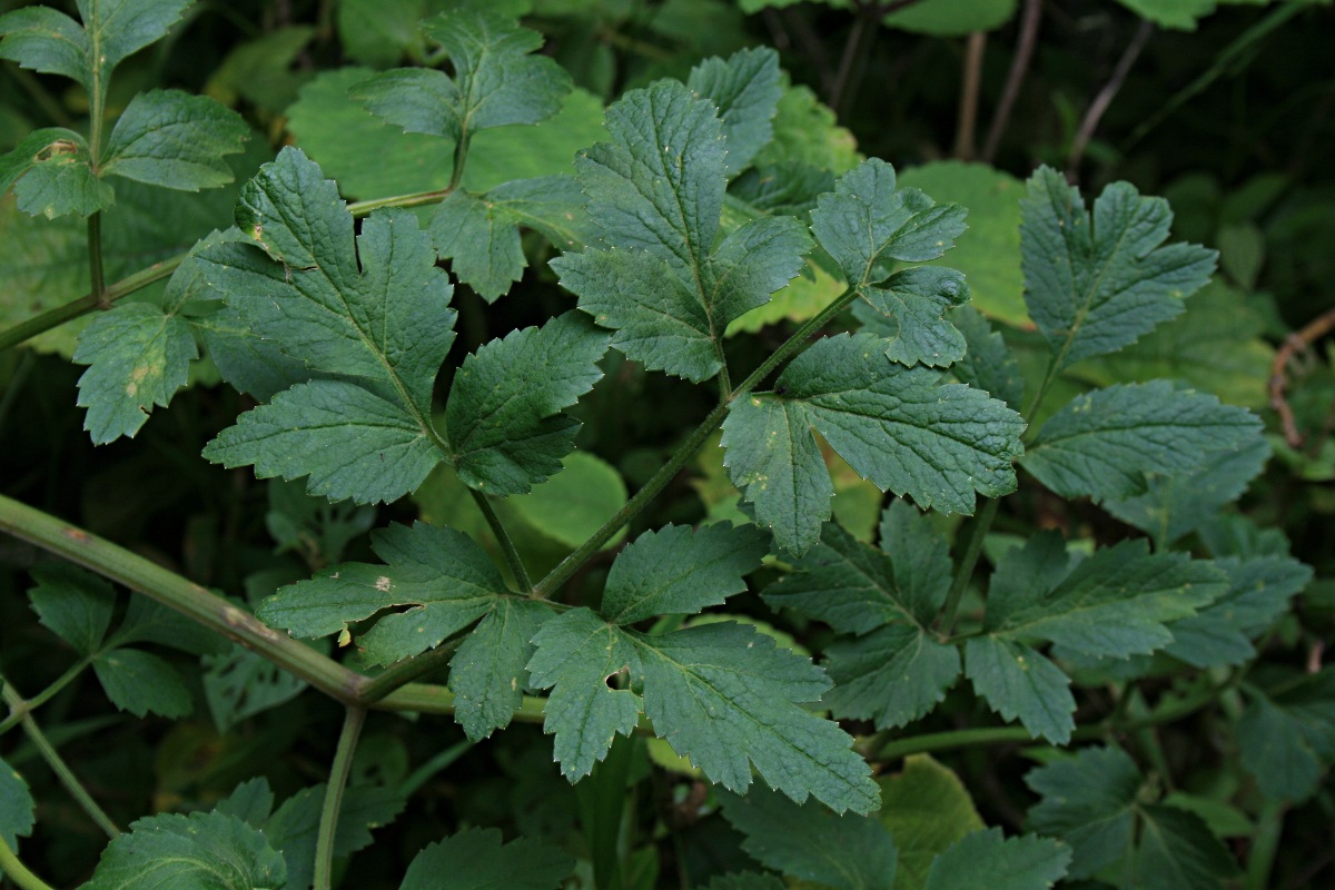 Afroligusticum claessensii