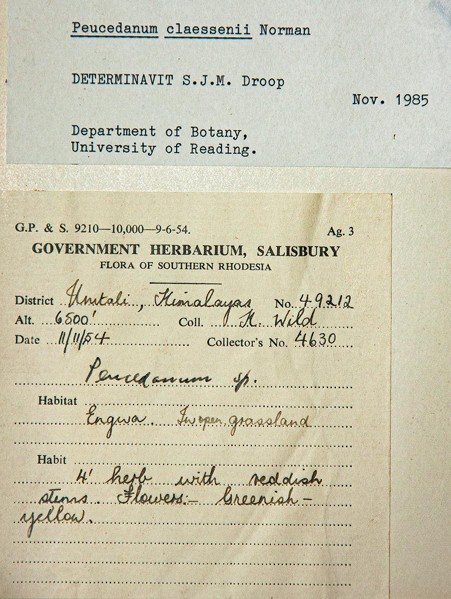 Afroligusticum claessensii Afroligusticum claessensii