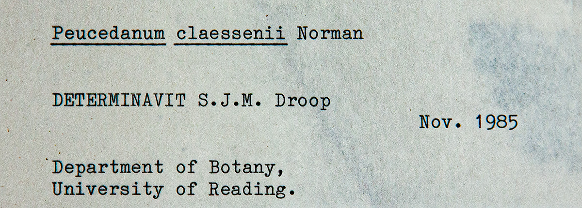 Afroligusticum claessensii