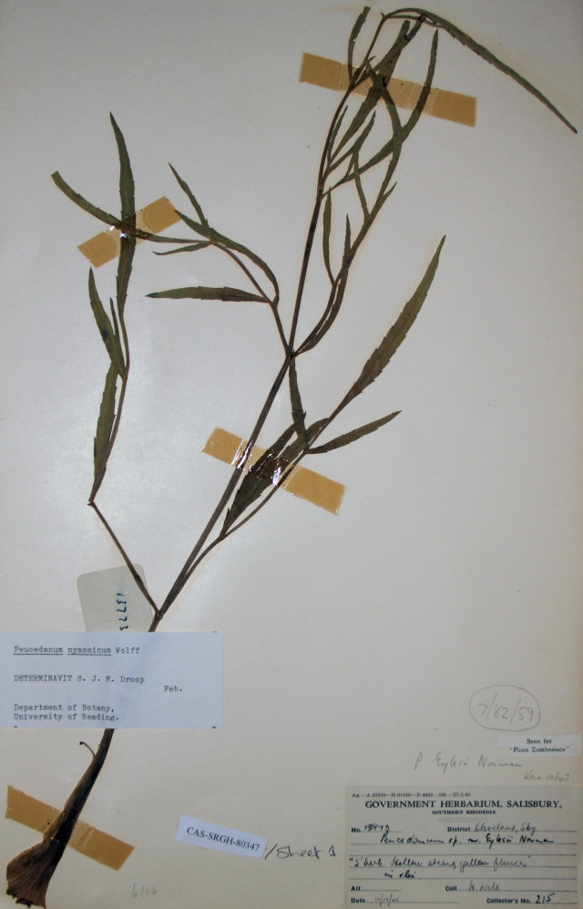 Afrosciadium eylesii