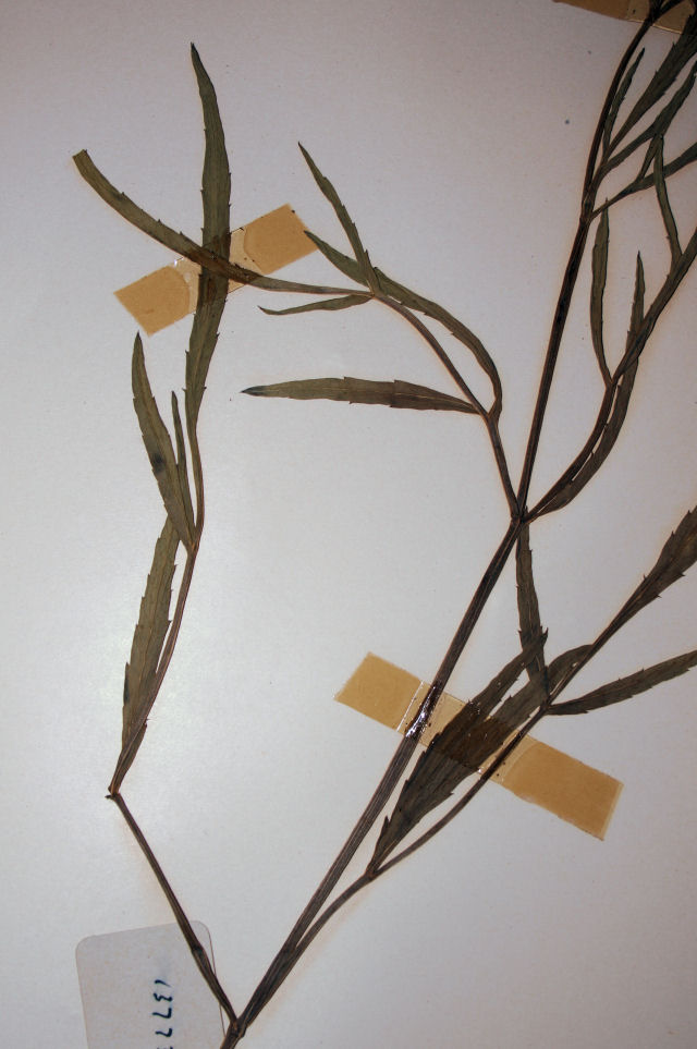 Afrosciadium eylesii