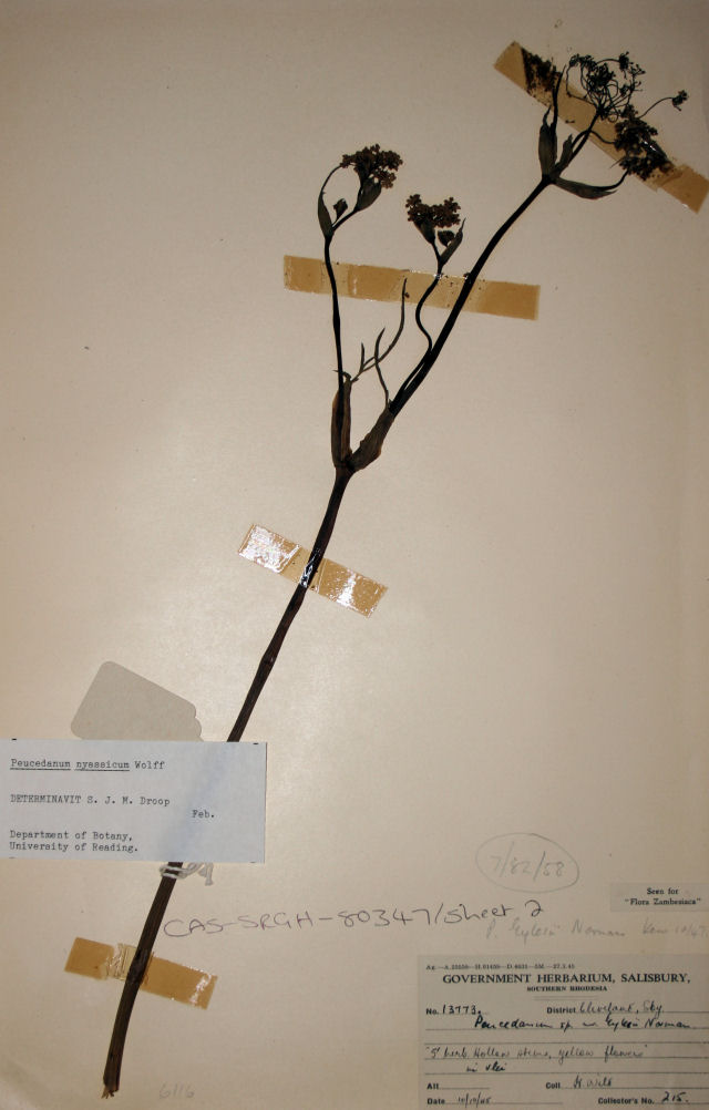 Afrosciadium eylesii Afrosciadium eylesii