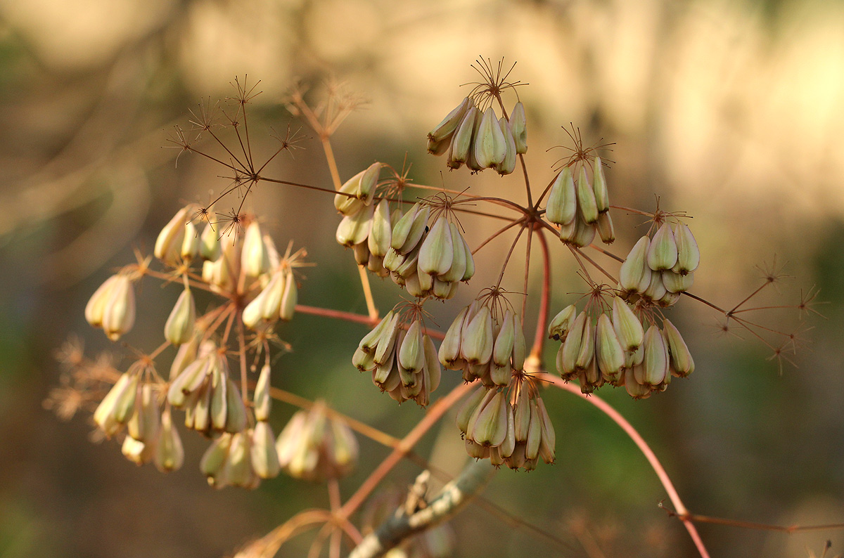 Steganotaenia araliacea var. araliacea