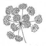 Steganotaenia araliacea var. araliacea