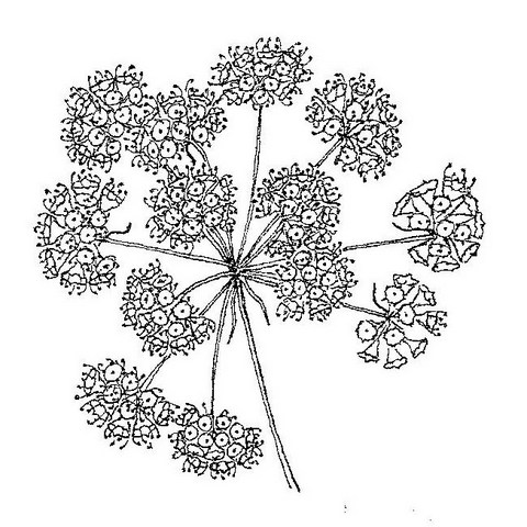 Steganotaenia araliacea var. araliacea