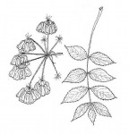 Steganotaenia araliacea var. araliacea