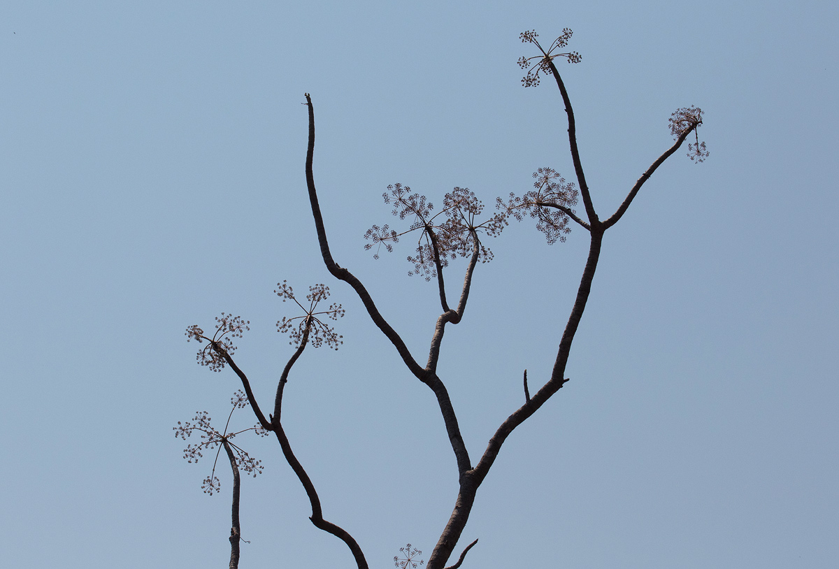 Steganotaenia araliacea var. araliacea