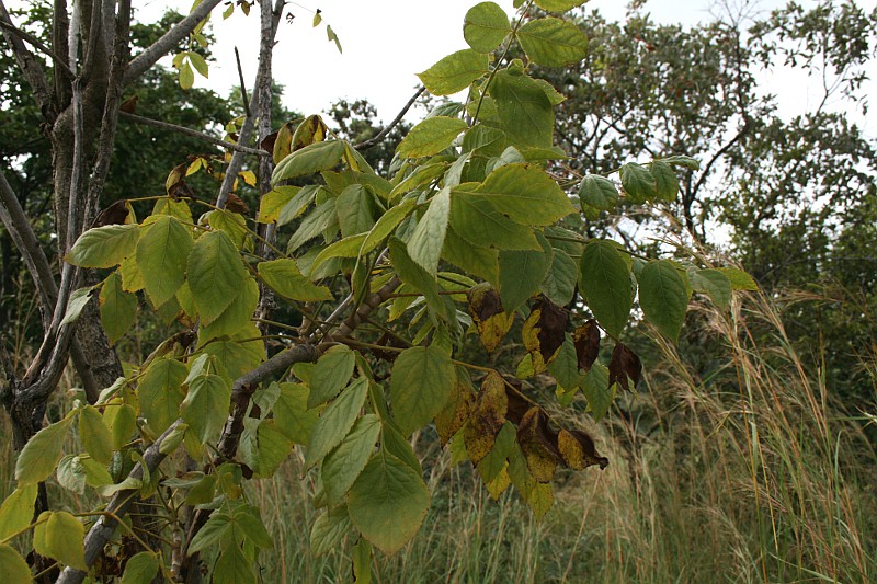 Steganotaenia araliacea var. araliacea