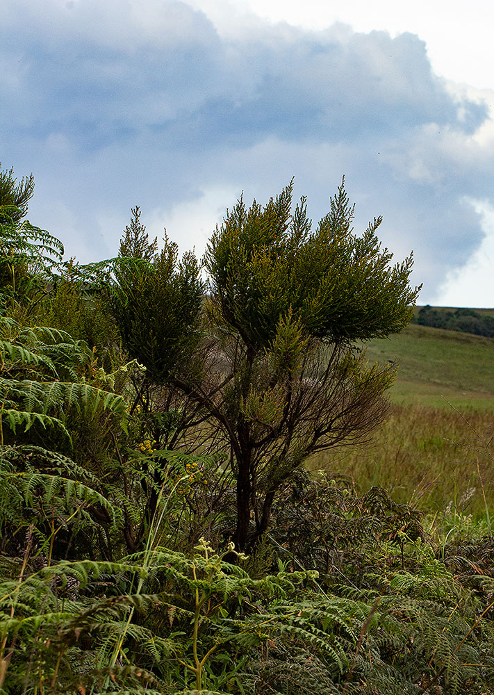 Erica benguelensis Erica benguelensis