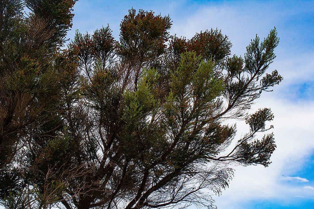 Erica benguelensis Erica benguelensis
