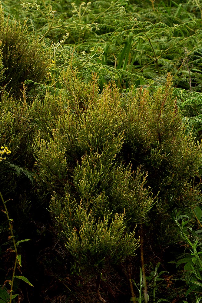 Erica benguelensis