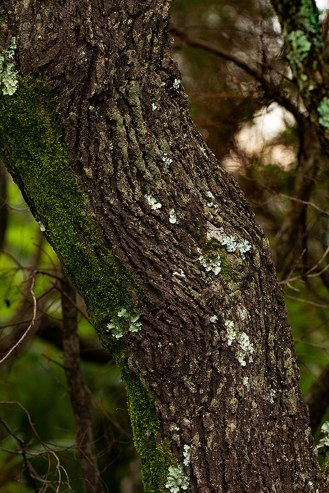 Erica benguelensis Erica benguelensis