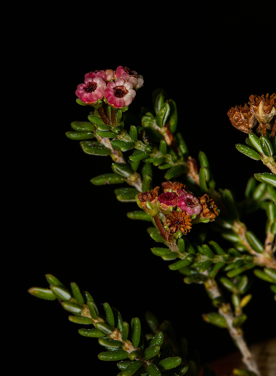Erica benguelensis