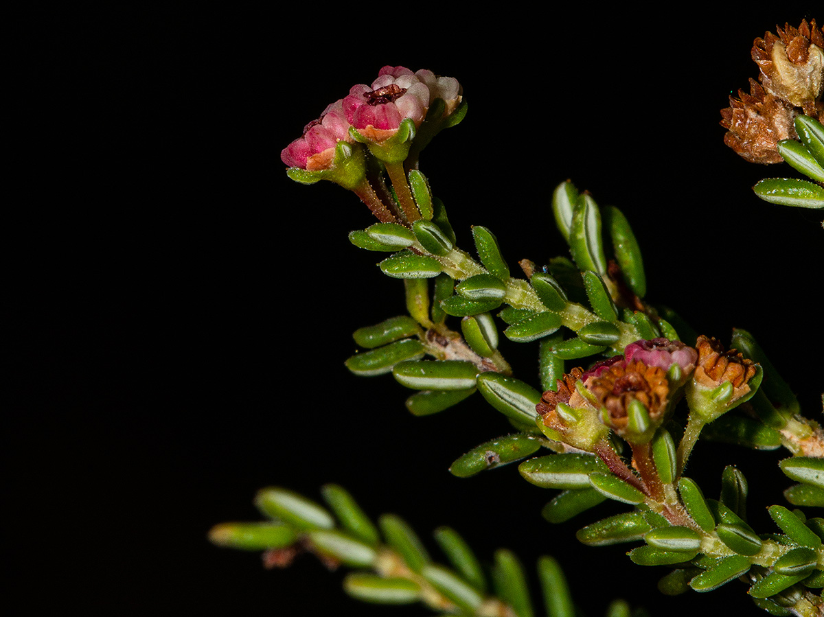 Erica benguelensis