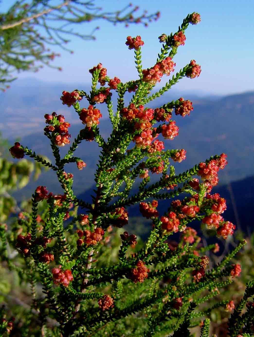 Erica hexandra Erica hexandra