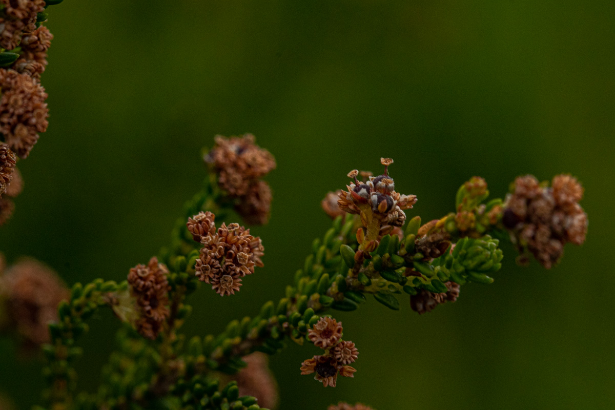 Erica hexandra Erica hexandra