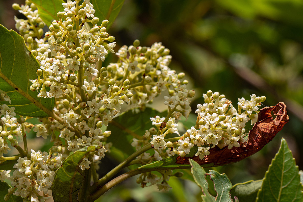 Maesa lanceolata subsp. lanceolata