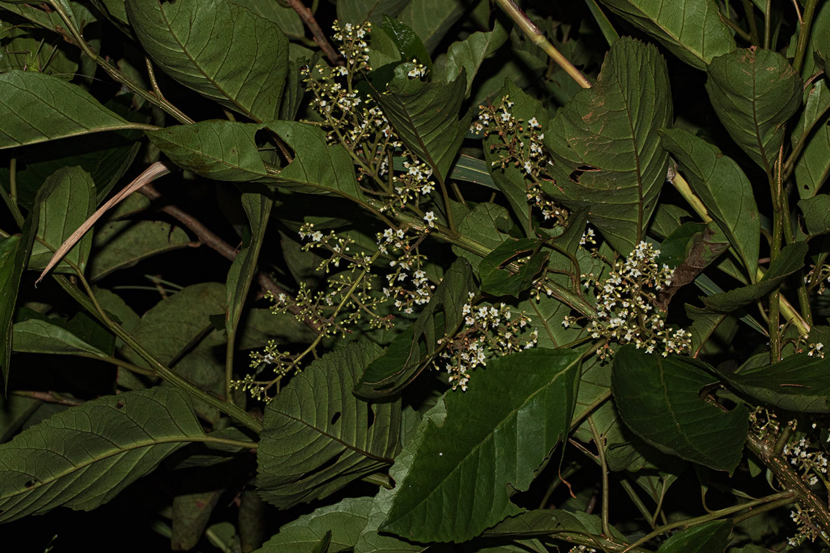 Maesa lanceolata subsp. lanceolata
