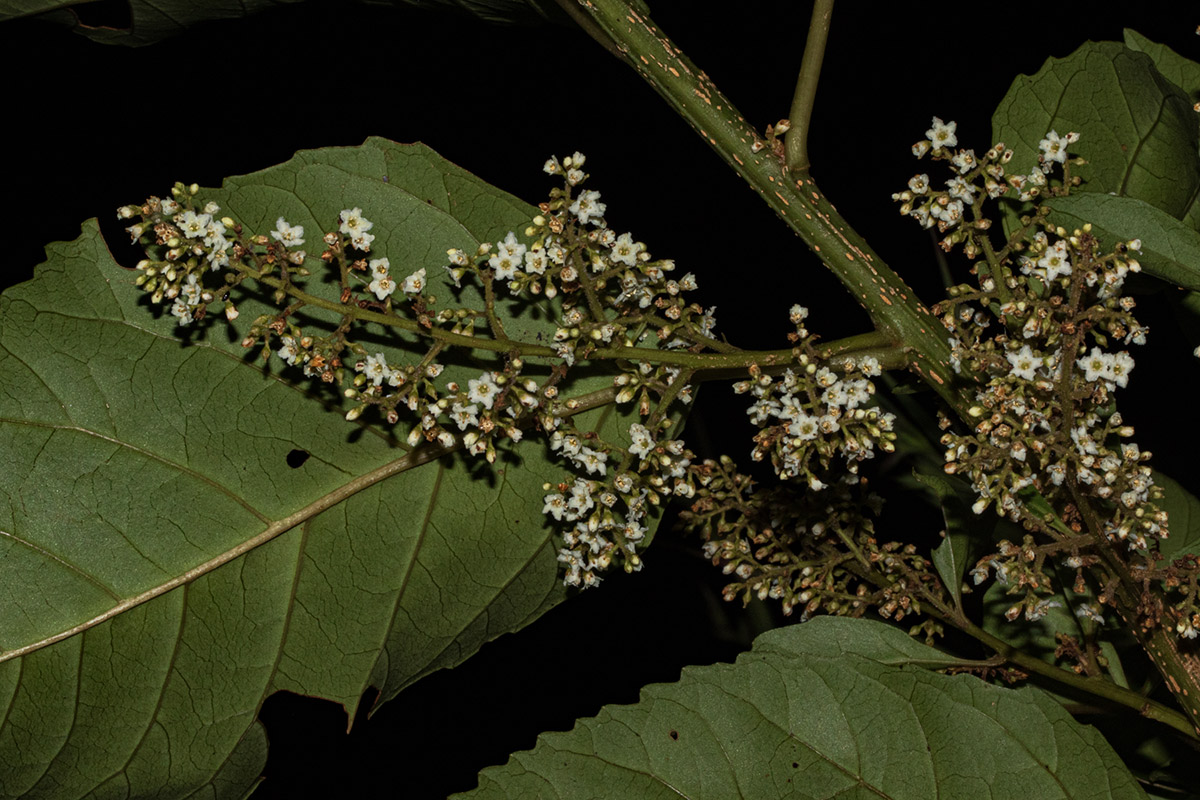 Maesa lanceolata subsp. lanceolata