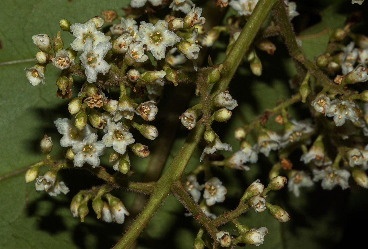 Maesa lanceolata subsp. lanceolata
