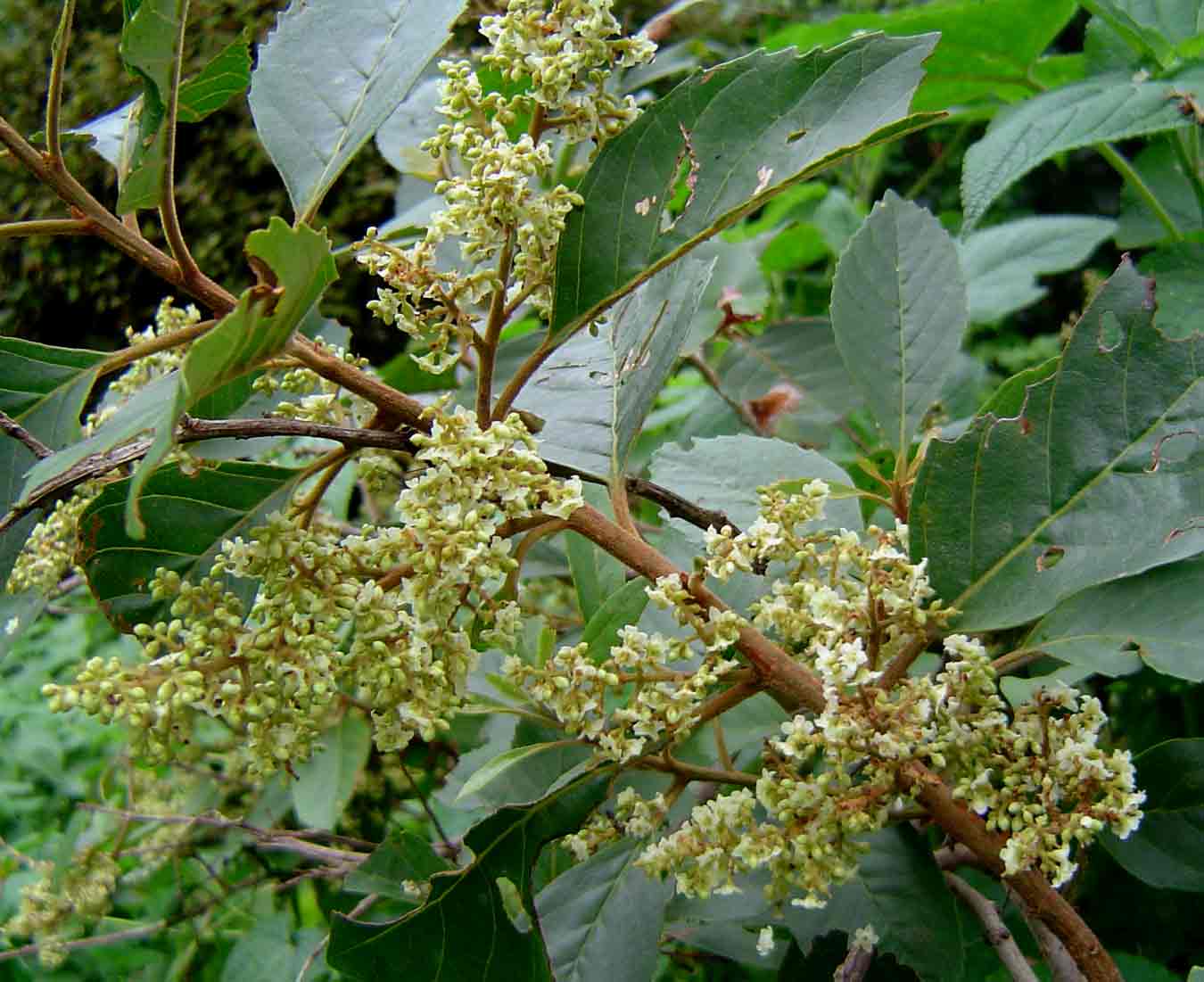 Maesa lanceolata subsp. lanceolata