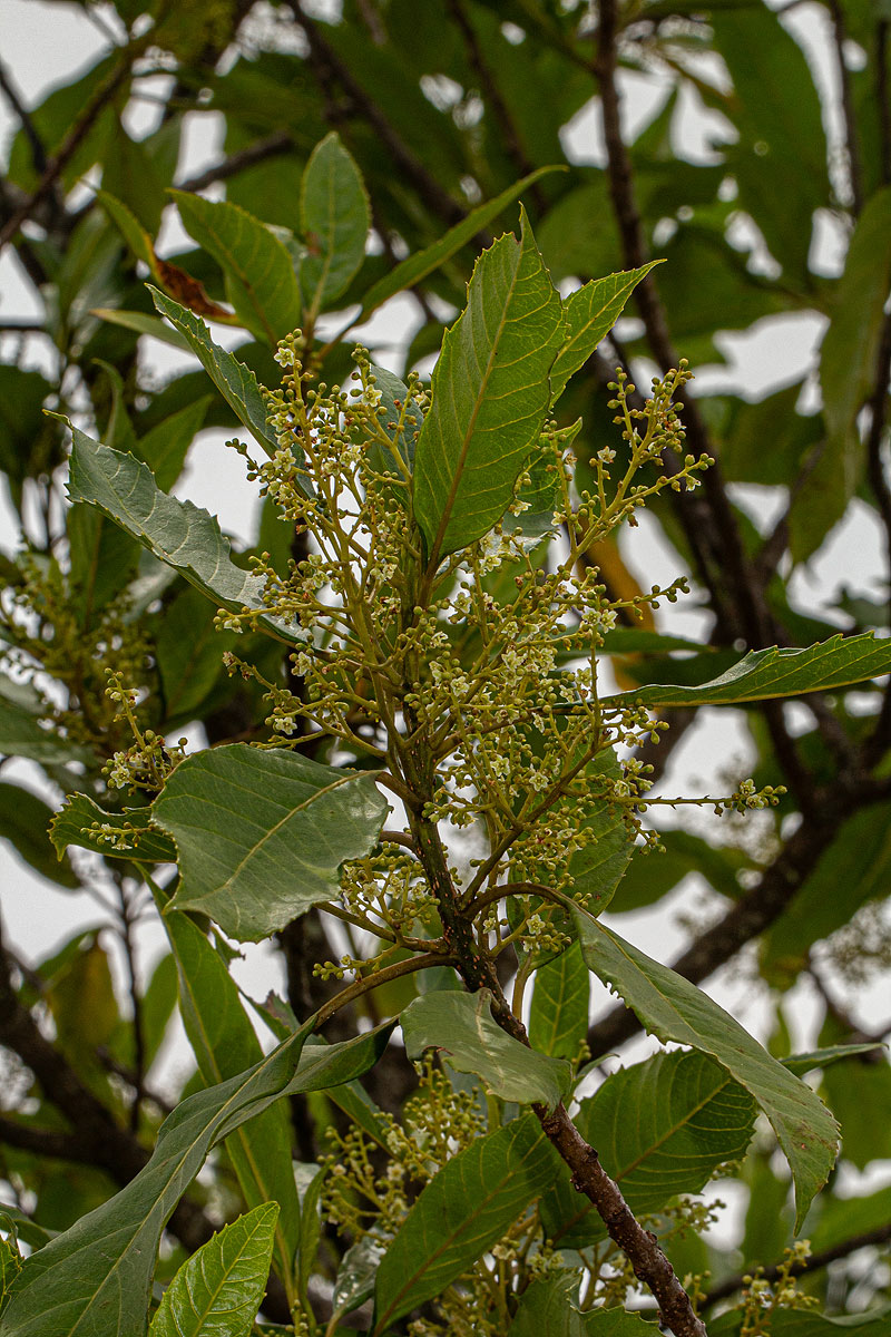 Maesa lanceolata subsp. lanceolata