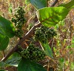 Maesa lanceolata subsp. lanceolata