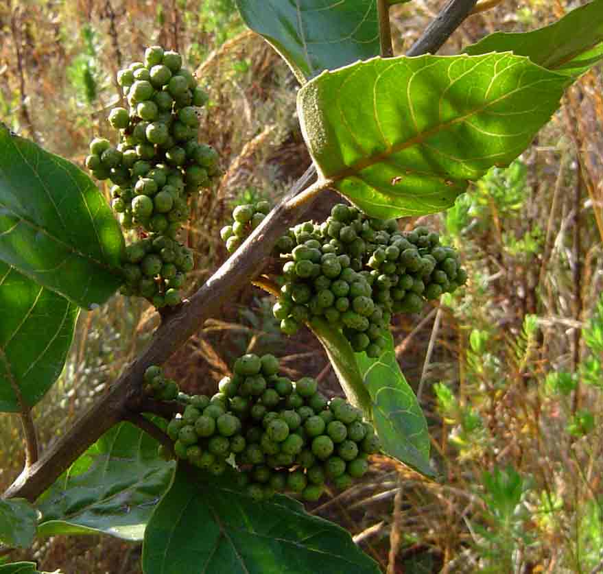 Maesa lanceolata subsp. lanceolata