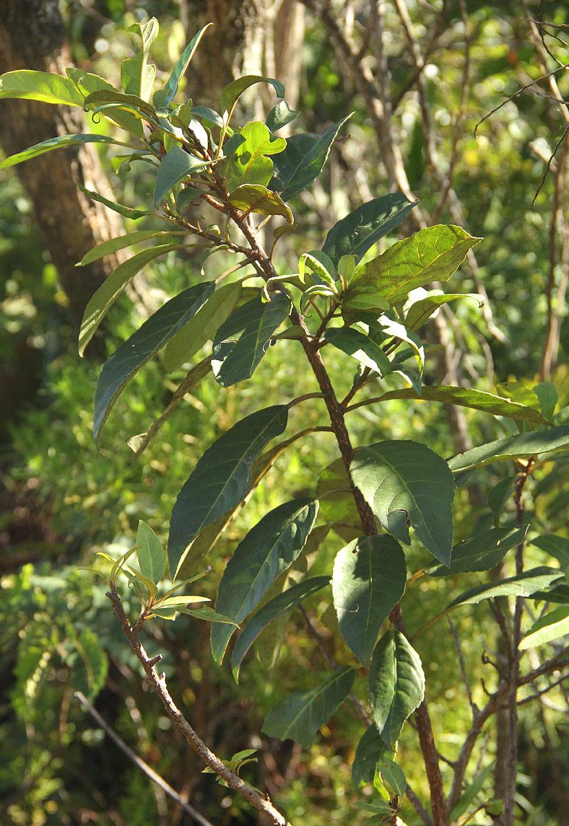 Maesa lanceolata subsp. lanceolata