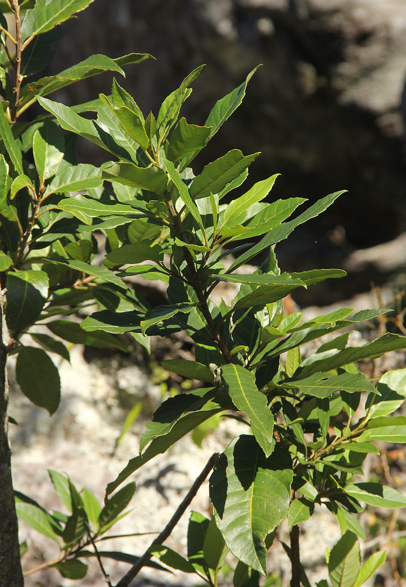 Maesa lanceolata subsp. lanceolata