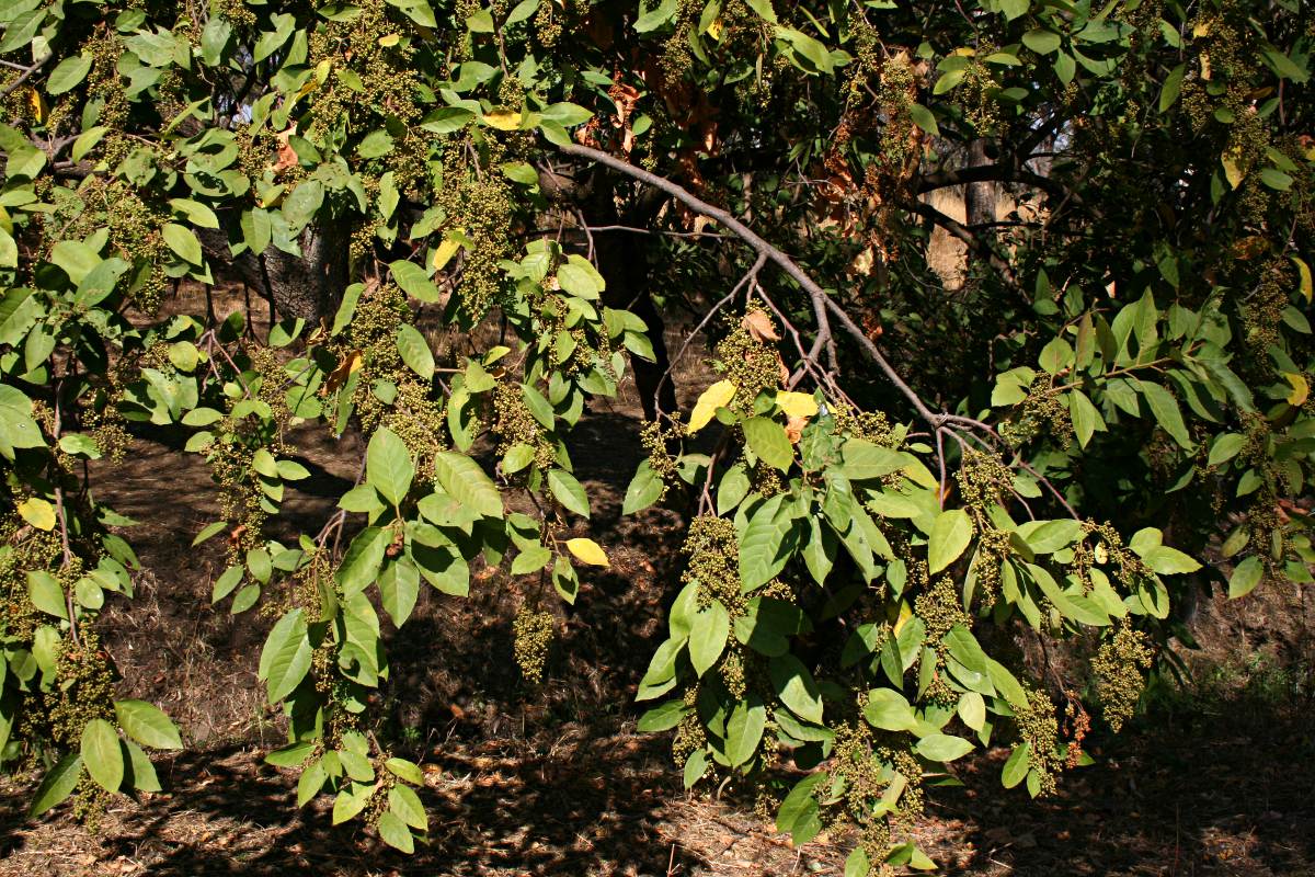 Maesa lanceolata subsp. lanceolata Maesa lanceolata subsp. lanceolata