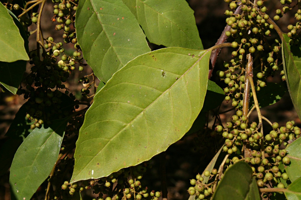 Maesa lanceolata subsp. lanceolata