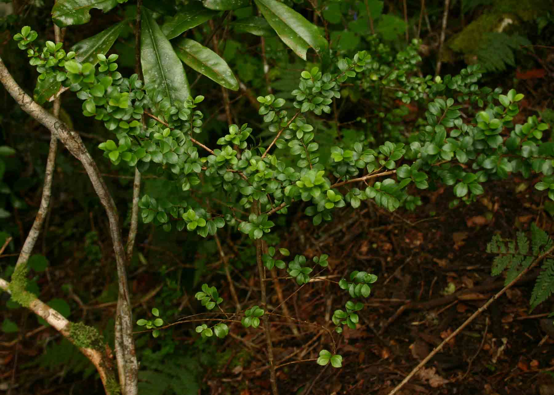 Myrsine africana