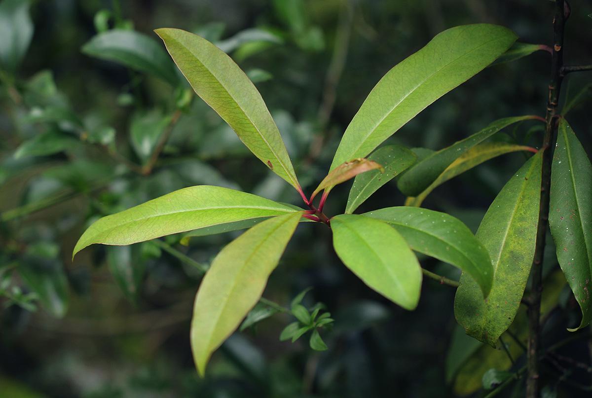 Rapanea melanophloeos Rapanea melanophloeos