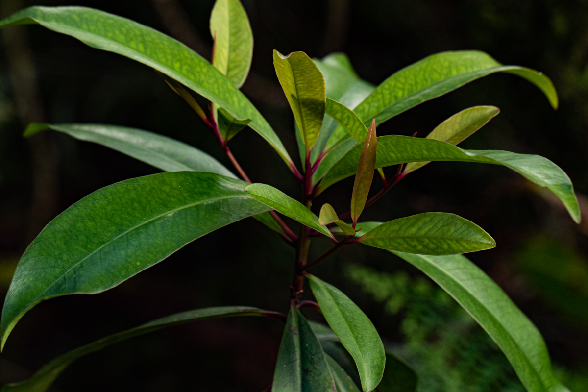 Rapanea melanophloeos Rapanea melanophloeos