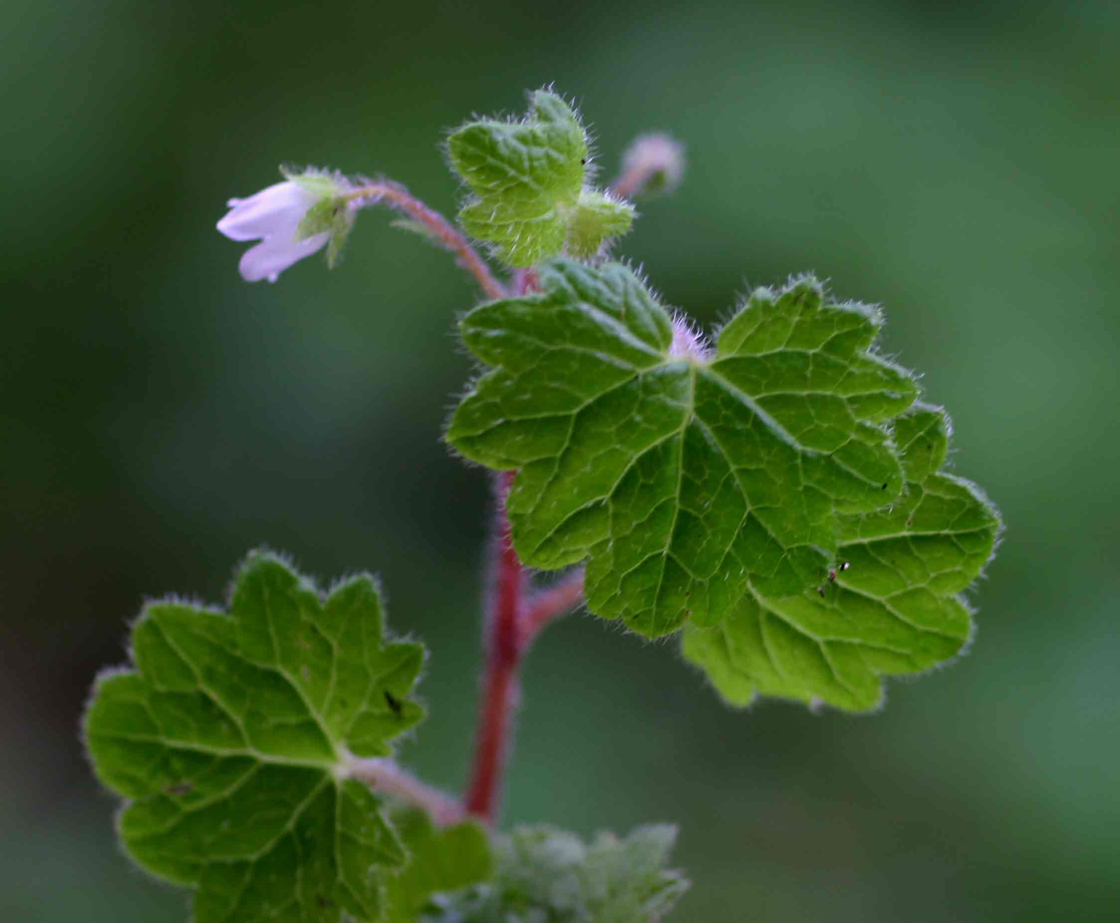 Ardisiandra wettsteinii