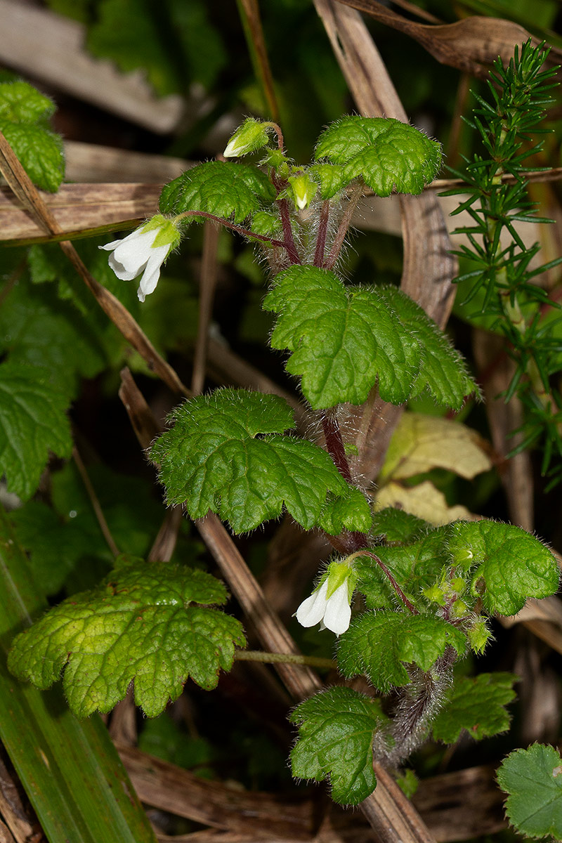 Ardisiandra wettsteinii