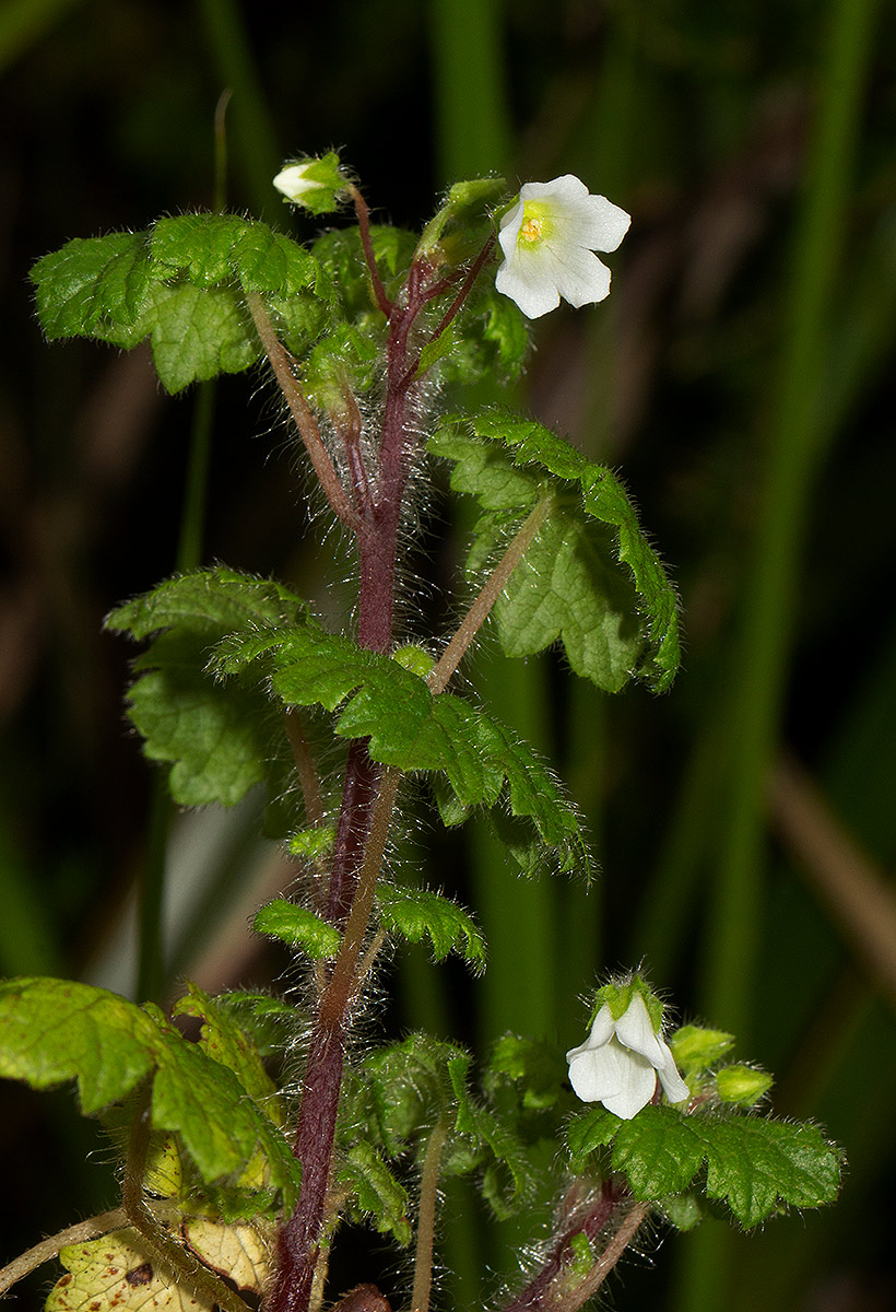 Ardisiandra wettsteinii