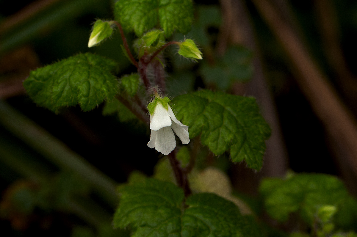Ardisiandra wettsteinii