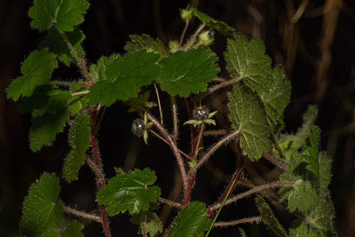 Ardisiandra wettsteinii