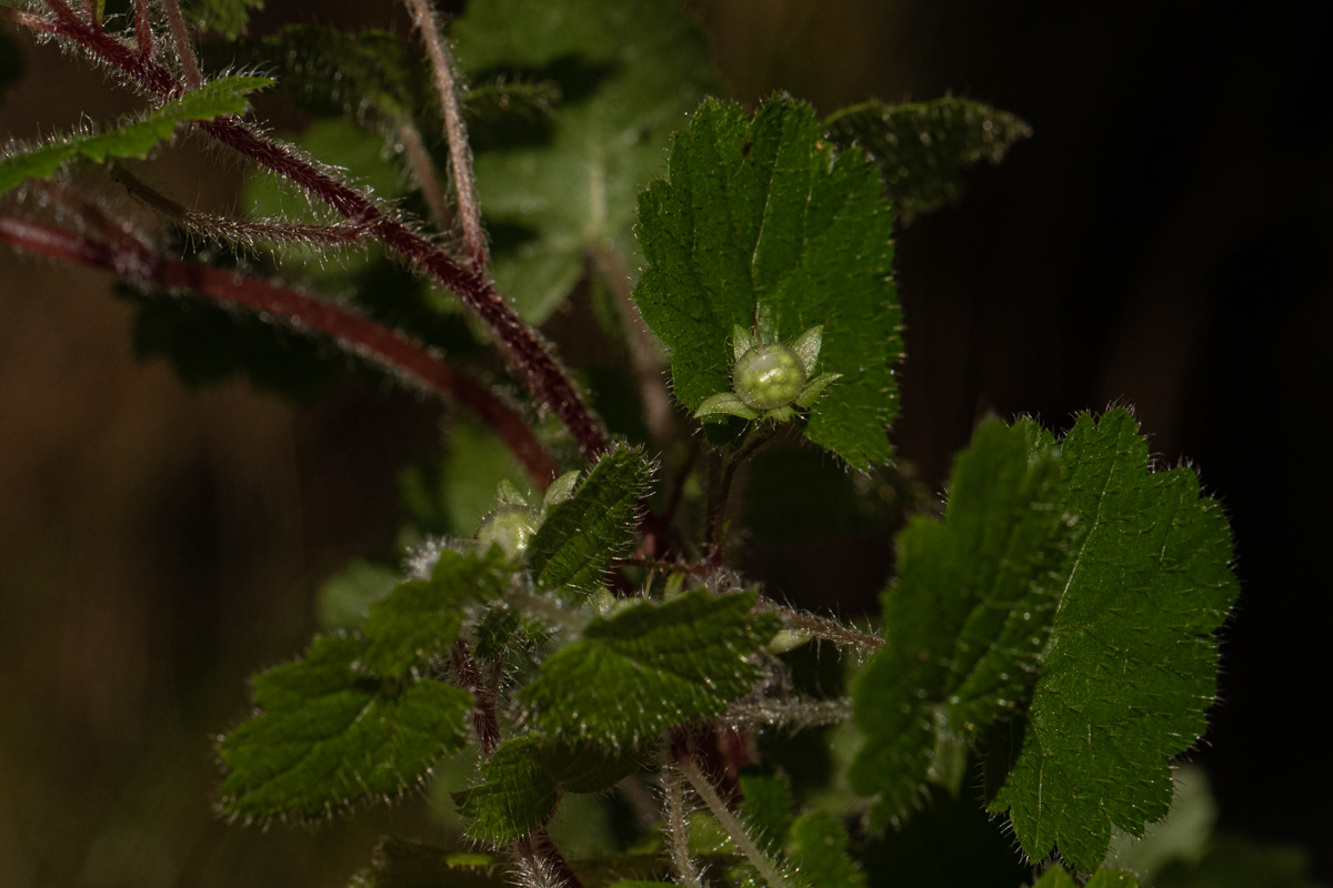 Ardisiandra wettsteinii