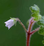 Ardisiandra wettsteinii