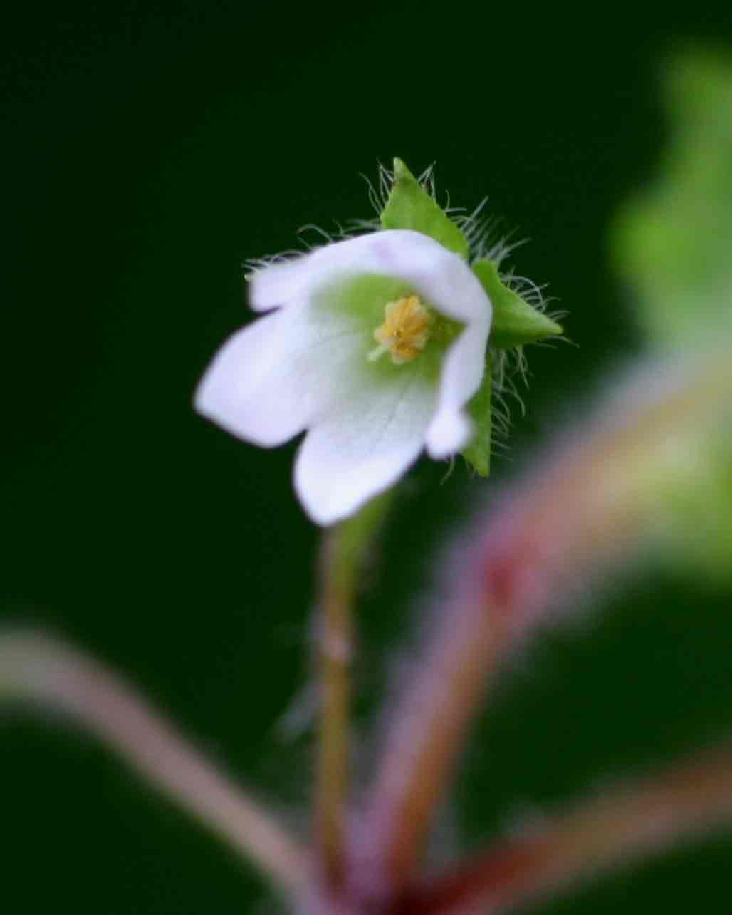 Ardisiandra wettsteinii