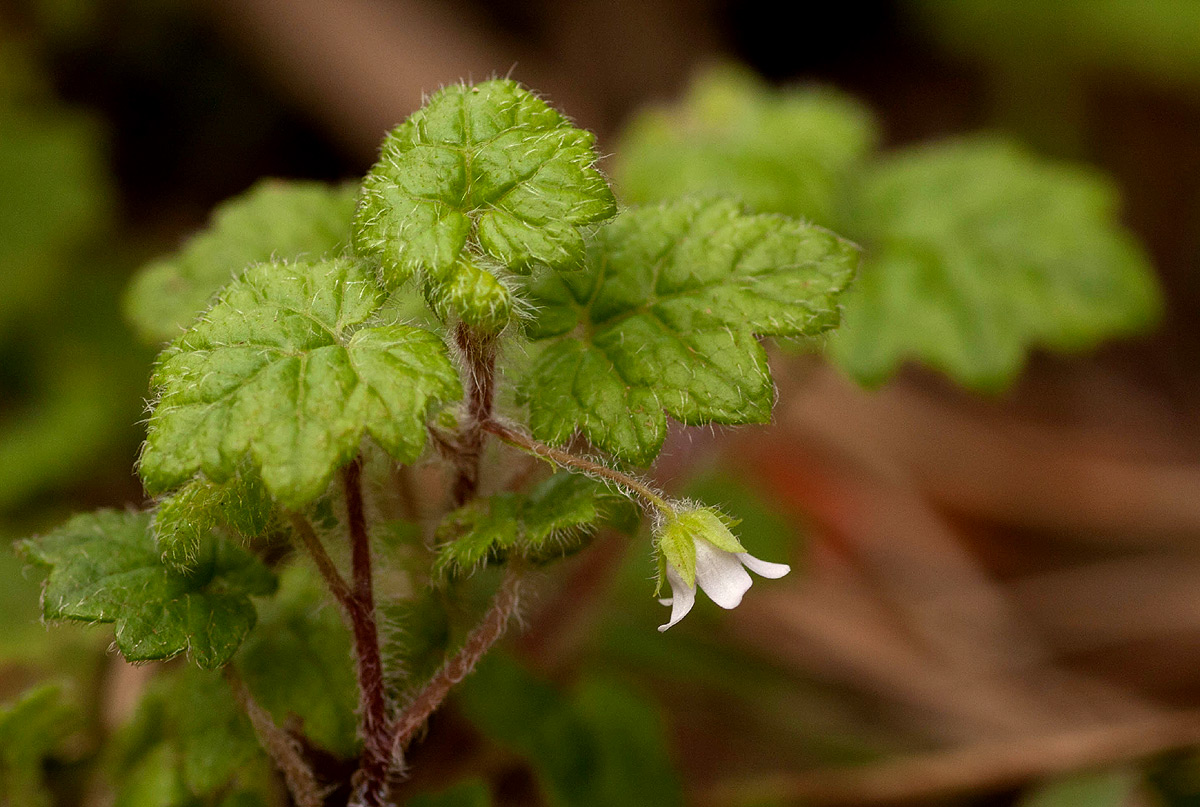 Ardisiandra wettsteinii